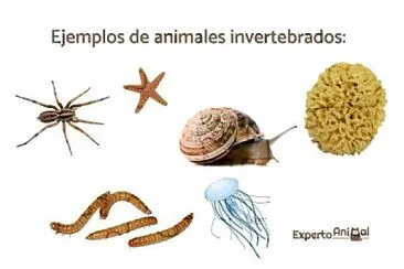 invertebrados jigsaw puzzle