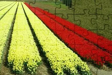1 jigsaw puzzle
