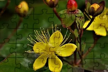 OK jigsaw puzzle