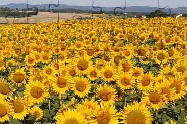 פאזל של Champ de tournesol, Tarn