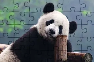 JuliÃ¡n David jigsaw puzzle