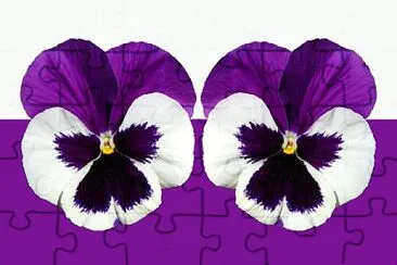 purpura