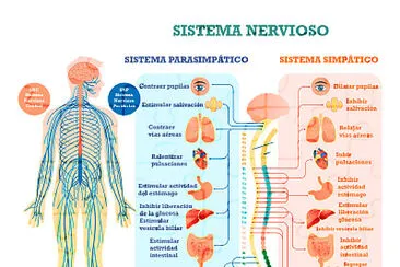 פאזל של Sistema Nervioso autonomo