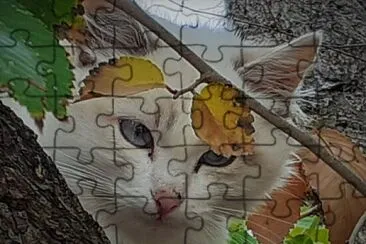 gatito jigsaw puzzle