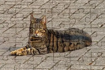 Foto jigsaw puzzle