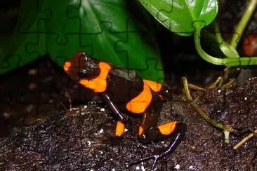 Oophaga lehmanni jigsaw puzzle