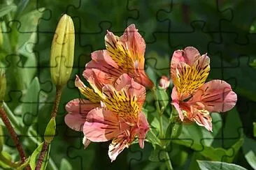 OK jigsaw puzzle