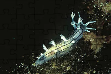 פאזל של Tritonia striata