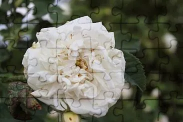 OK jigsaw puzzle