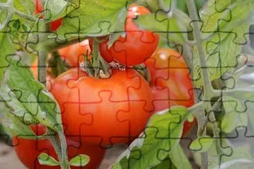 tomate