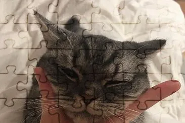 catzinho jigsaw puzzle