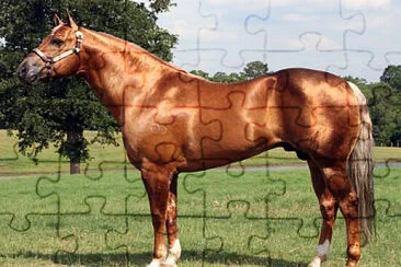 112. CABALLAZO jigsaw puzzle