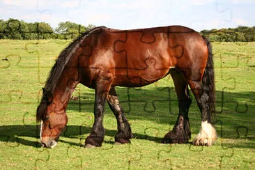 cal jigsaw puzzle