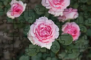 OK jigsaw puzzle