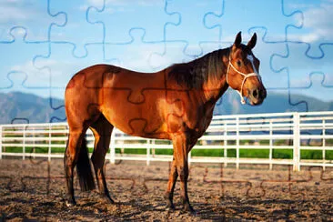 Foto jigsaw puzzle