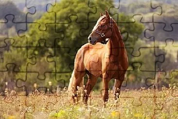 Foto jigsaw puzzle