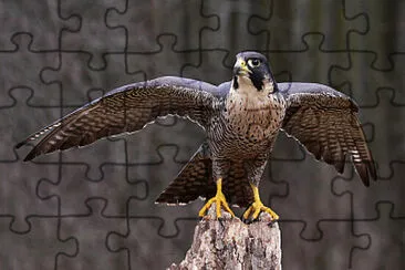 Peregrine Falcon,Endangered Animals in Canada jigsaw puzzle
