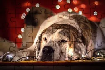 Foto jigsaw puzzle