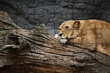 Foto jigsaw puzzle