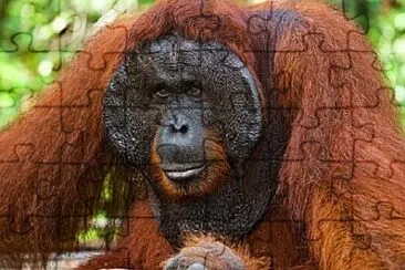 Foto jigsaw puzzle