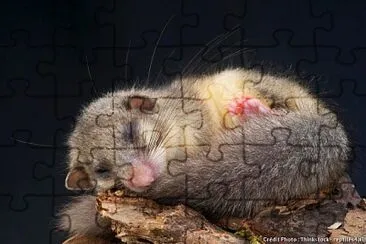 RAT jigsaw puzzle