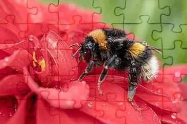 OK jigsaw puzzle
