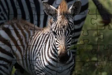 Foto jigsaw puzzle