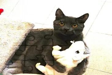 פאזל של Prince
