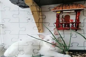 pandorita jigsaw puzzle