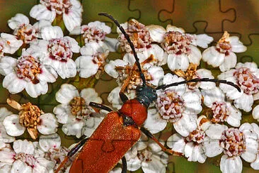 Stictoleptura rubra