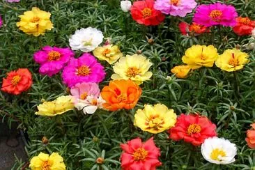 OK jigsaw puzzle