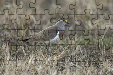 Pavoncella pettobruno jigsaw puzzle