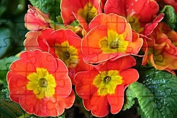OK jigsaw puzzle