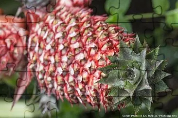 ananas jigsaw puzzle
