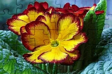 OK jigsaw puzzle