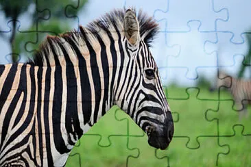cebra jigsaw puzzle