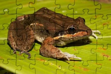 Leptodactylus bolivianus jigsaw puzzle