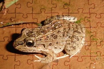 Leptodactylus chaquensis jigsaw puzzle