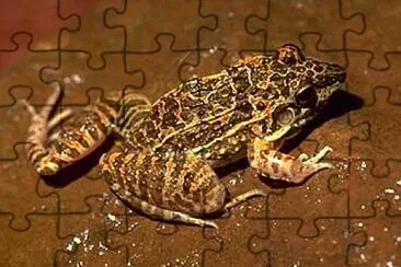 Leptodactylus fuscus jigsaw puzzle