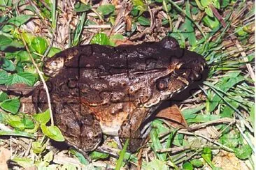 Leptodactylus labirinthicus jigsaw puzzle