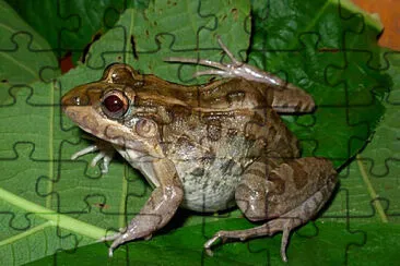 Leptodactylus macrosternum jigsaw puzzle