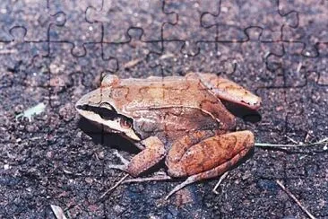 Leptodactylus mystaceus jigsaw puzzle