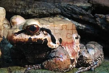 Leptodactylus pentadactylus jigsaw puzzle