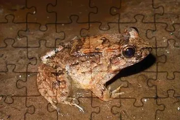 Leptodactylus petersii jigsaw puzzle
