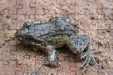 Leptodactylus podicipinus jigsaw puzzle