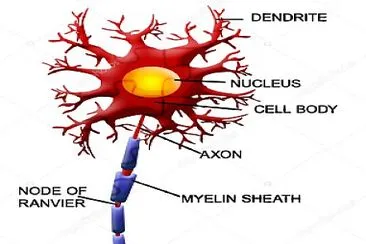 neurona 2