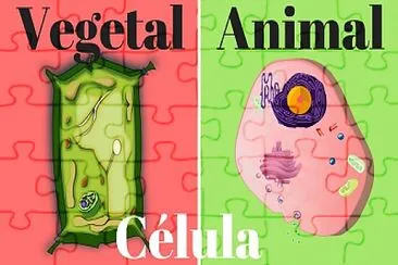 פאזל של Célula animal y vegetal I.E JAG