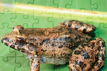 Leptodactylus colombiensis jigsaw puzzle