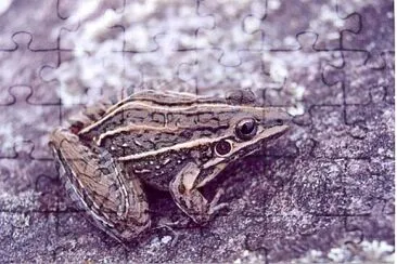 Leptodactylus jolyi jigsaw puzzle