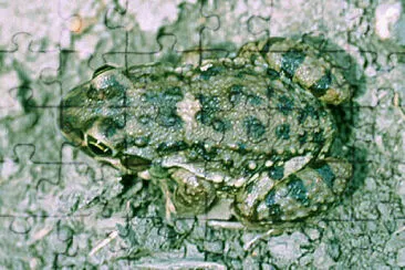Leptodactylus bufonius jigsaw puzzle